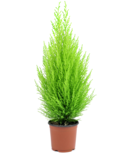 https://nilayflowers.com/limoni-servi--cupressus-macrocarpa-goldcrest--170-180-cm